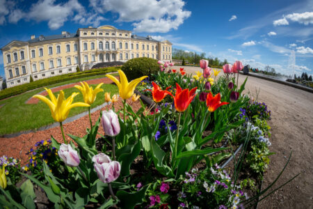 Tulpes rundāles pils franču dārzā